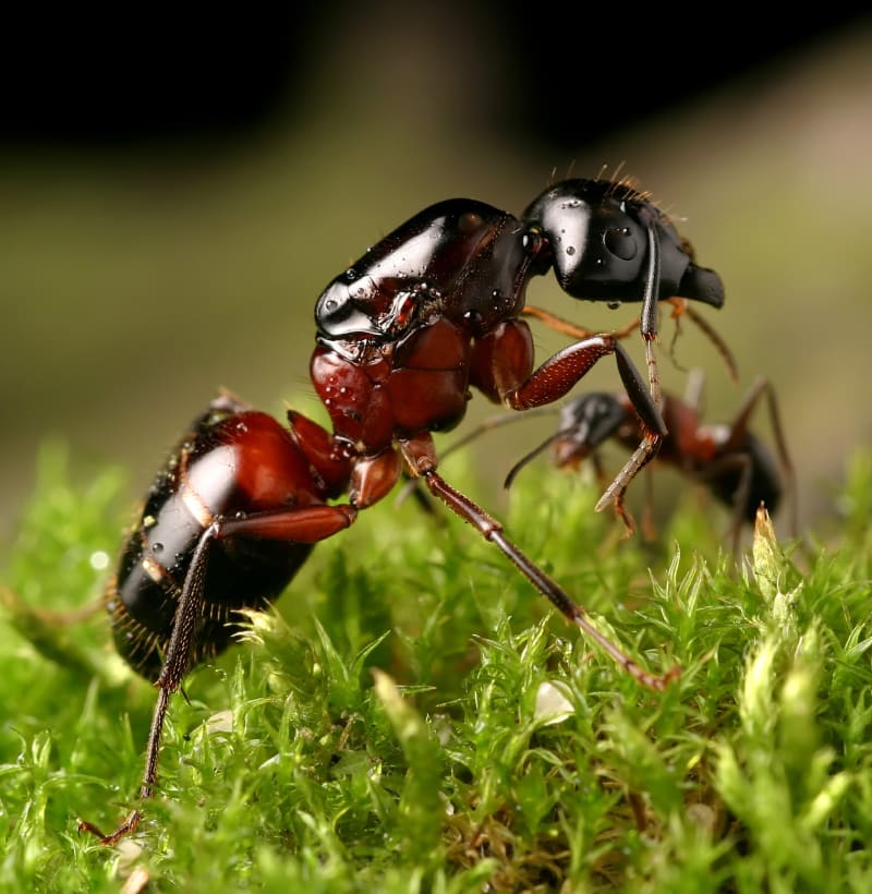Mravenci se mění v