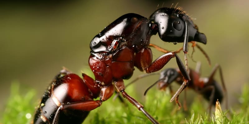 Mravenci se mění