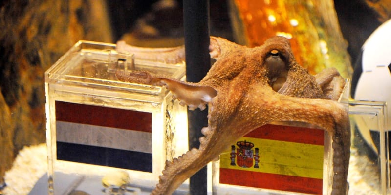 Chobotnice Paul v roce 2010 správně tipovala, že mistrovství světa vyhrají Španělé.