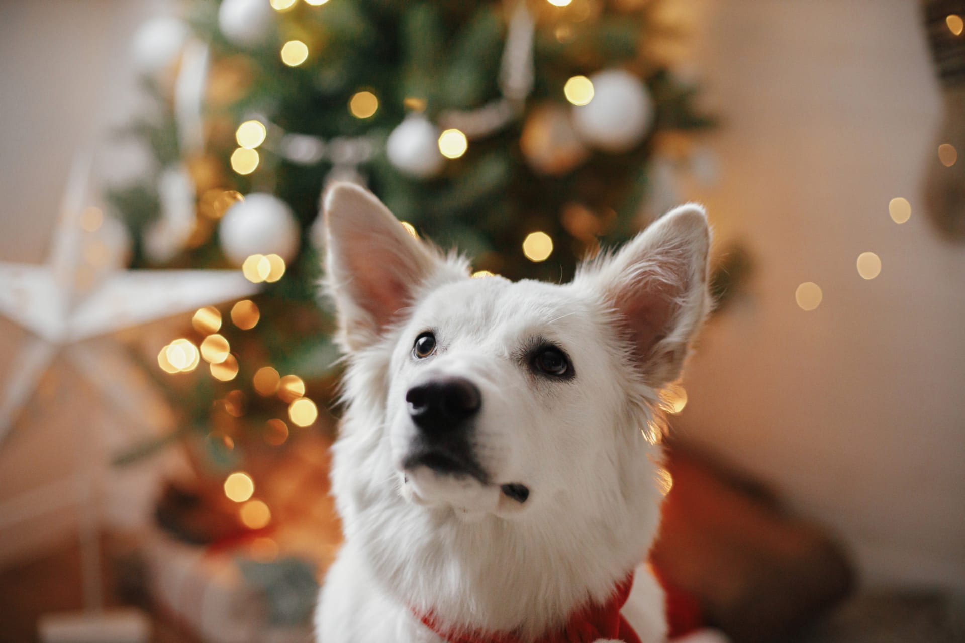 Užijte si Vánoce i se svým psem