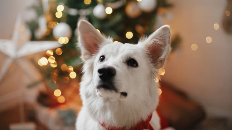 Vánoce se psem. 5 věcí, na co si dát pozor, ať si navzájem nezkazíte svátky