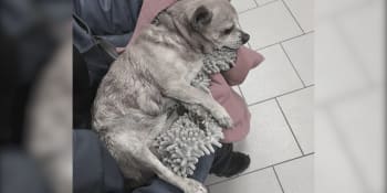 Další útok psa v Plzni. Čivavu Oskara rozkousal v tlamě, majitelce zbyly oči pro pláč