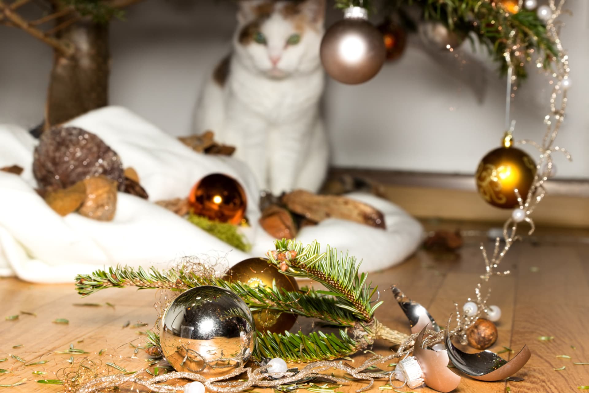 Majitelé koček by o vánočních nehodách mohli vyprávět. 
