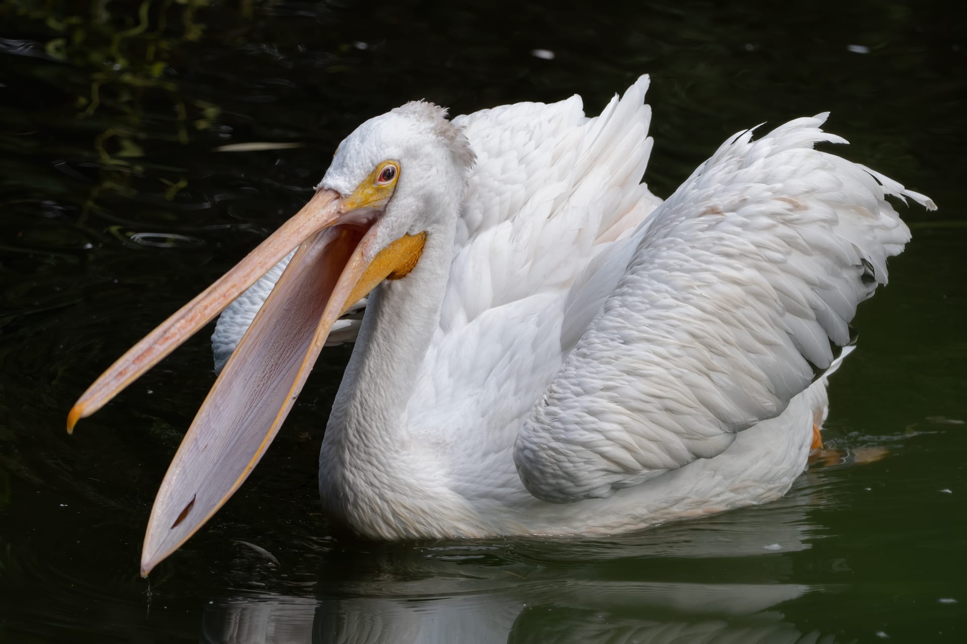 Zobák pelikána pojme až 14 litrů objemu
