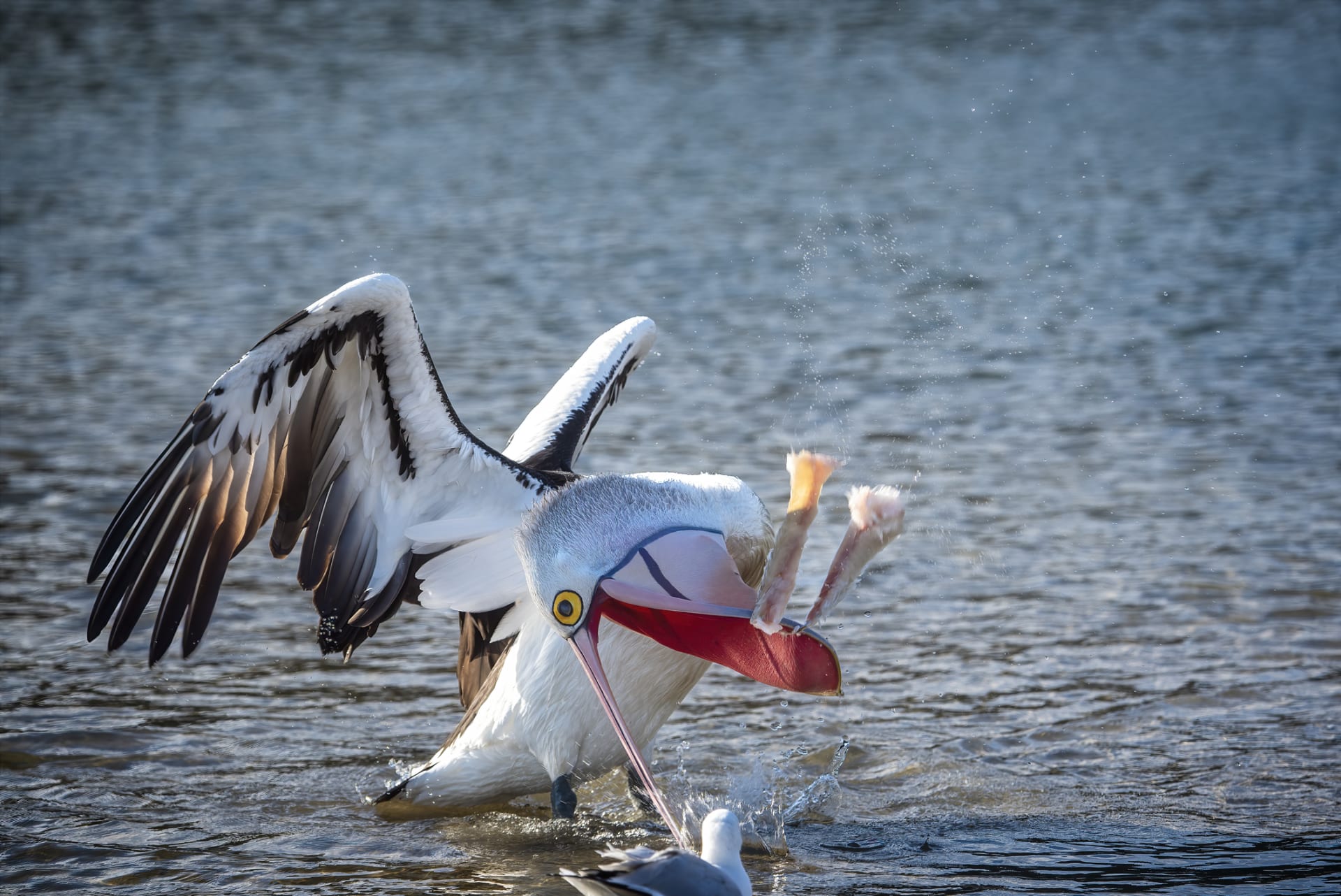 Nic těsně pod hladinou není před pelikánem v bezpečí