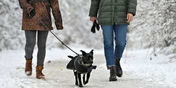 Sníh není jen radost. Odborníci radí, jak ochránit psy při venčení a na co si dát pozor