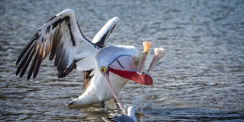 Nic těsně pod hladinou není před pelikánem v bezpečí