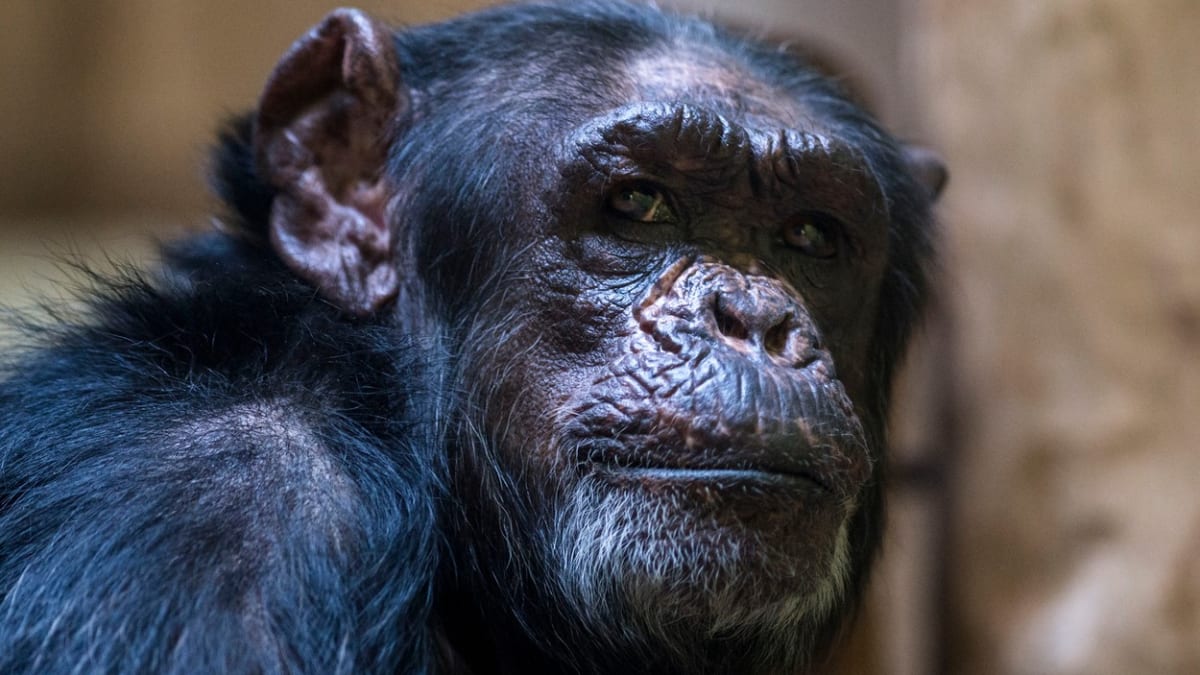 Čtyři šimpanzi utekli ze svého výběhu. (Ilustrační foto)
