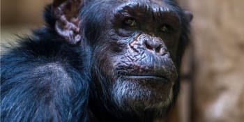 Smutek ve švédské zoo: Z výběhu uteklo několik šimpanzů. Pracovníci je rovnou utratili