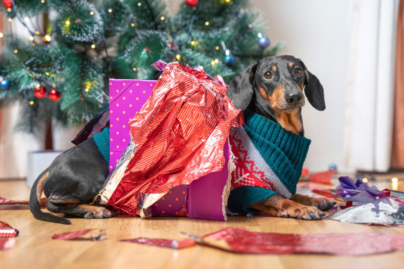 Nezkazte si vzájemně vánoční svátky. Promyslete, jak je se psem strávíte.