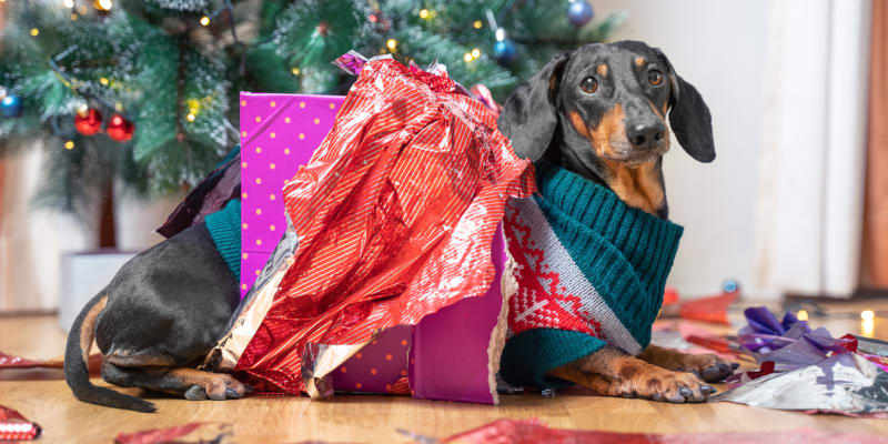 Nezkazte si vzájemně vánoční svátky. Promyslete, jak je se psem strávíte.
