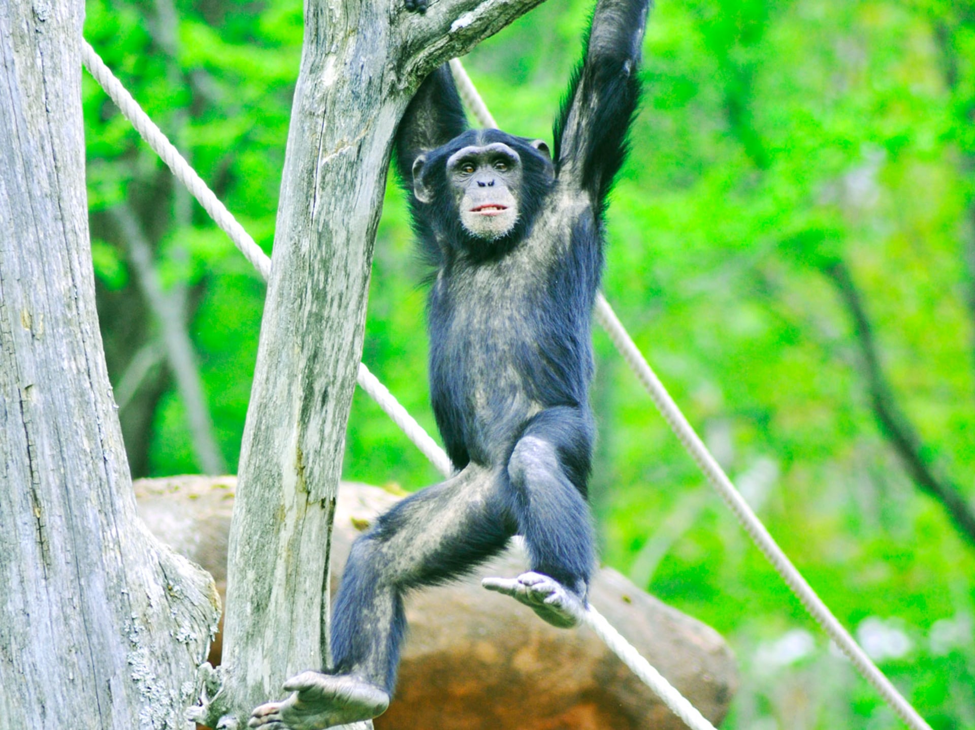 Prozatím tři šimpanzi nepřežili střelbu v zoo.