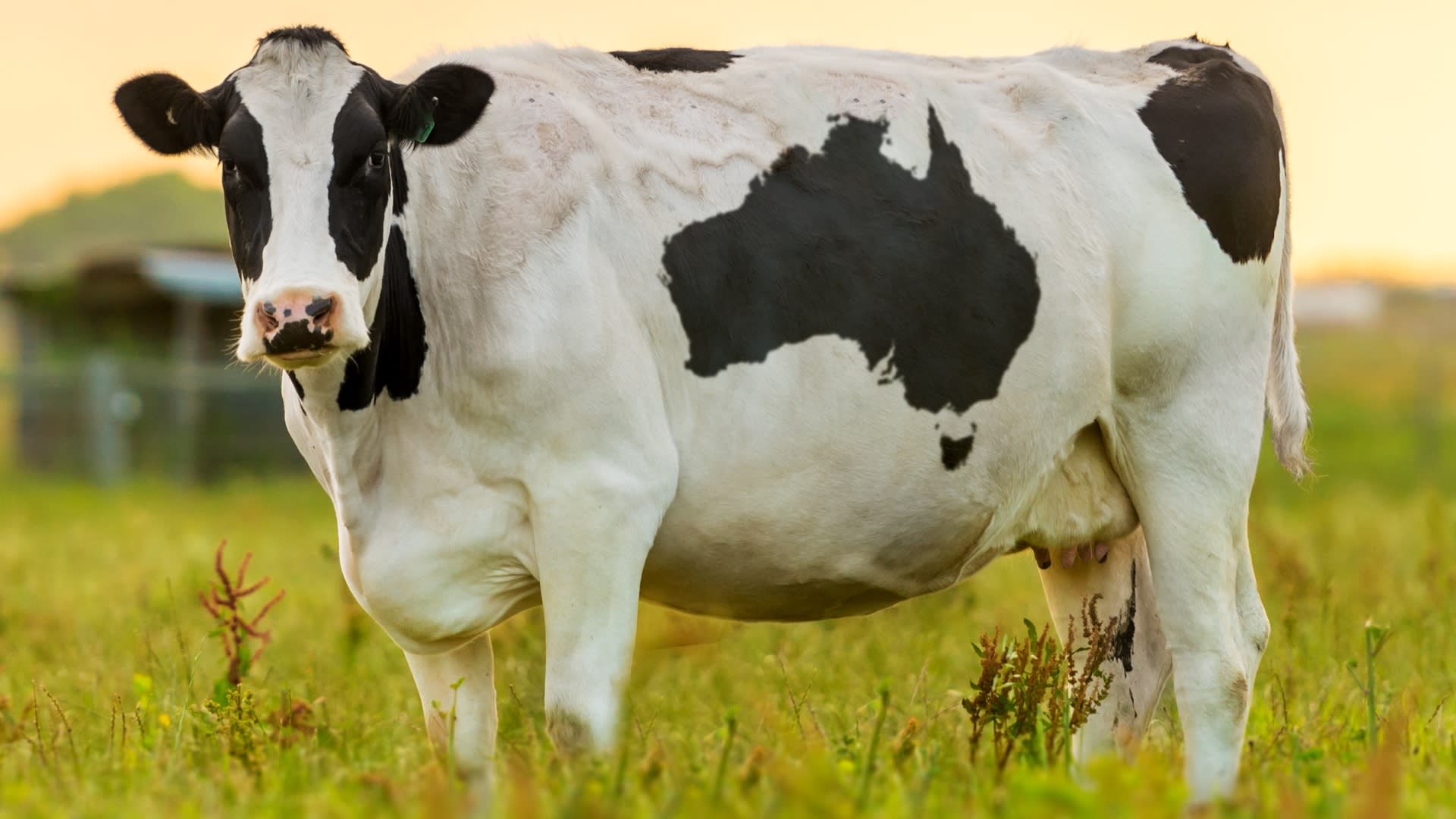 Kolik toho víte o anatomii krav? 