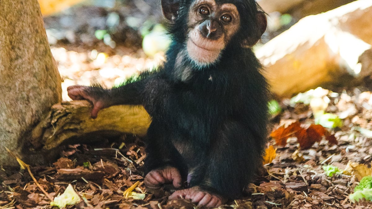 Švédská zoo nechala zastřelit tři ze sedmi šimpanzů, které držela v zajetí.