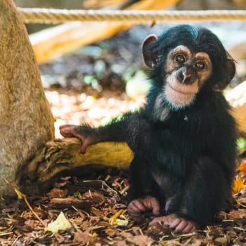 Švédská zoo nechala zastřelit tři ze sedmi šimpanyů, které držela v zajetí.