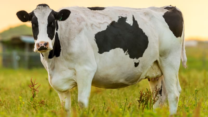 Kolik má kráva žaludků? Pamatujete si špatný počet, čtyři to nejsou