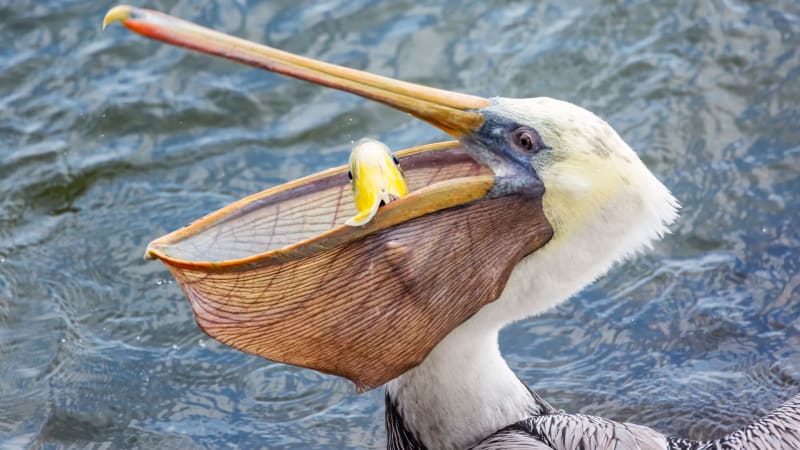 Vynalézavý lovec, z jehož kořisti mrazí. Po tomto videu možná přestanete mít rádi pelikány