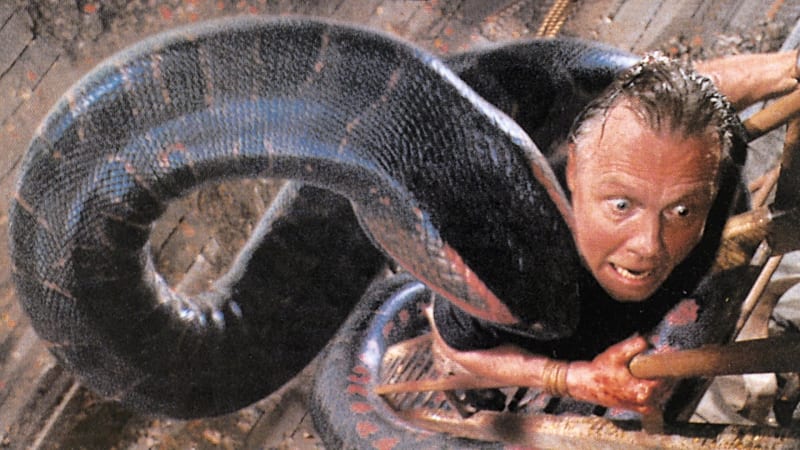 Podívejte se, jak ve skutečnosti útočí anakonda. Její kousnutí umí být velmi nepříjemné