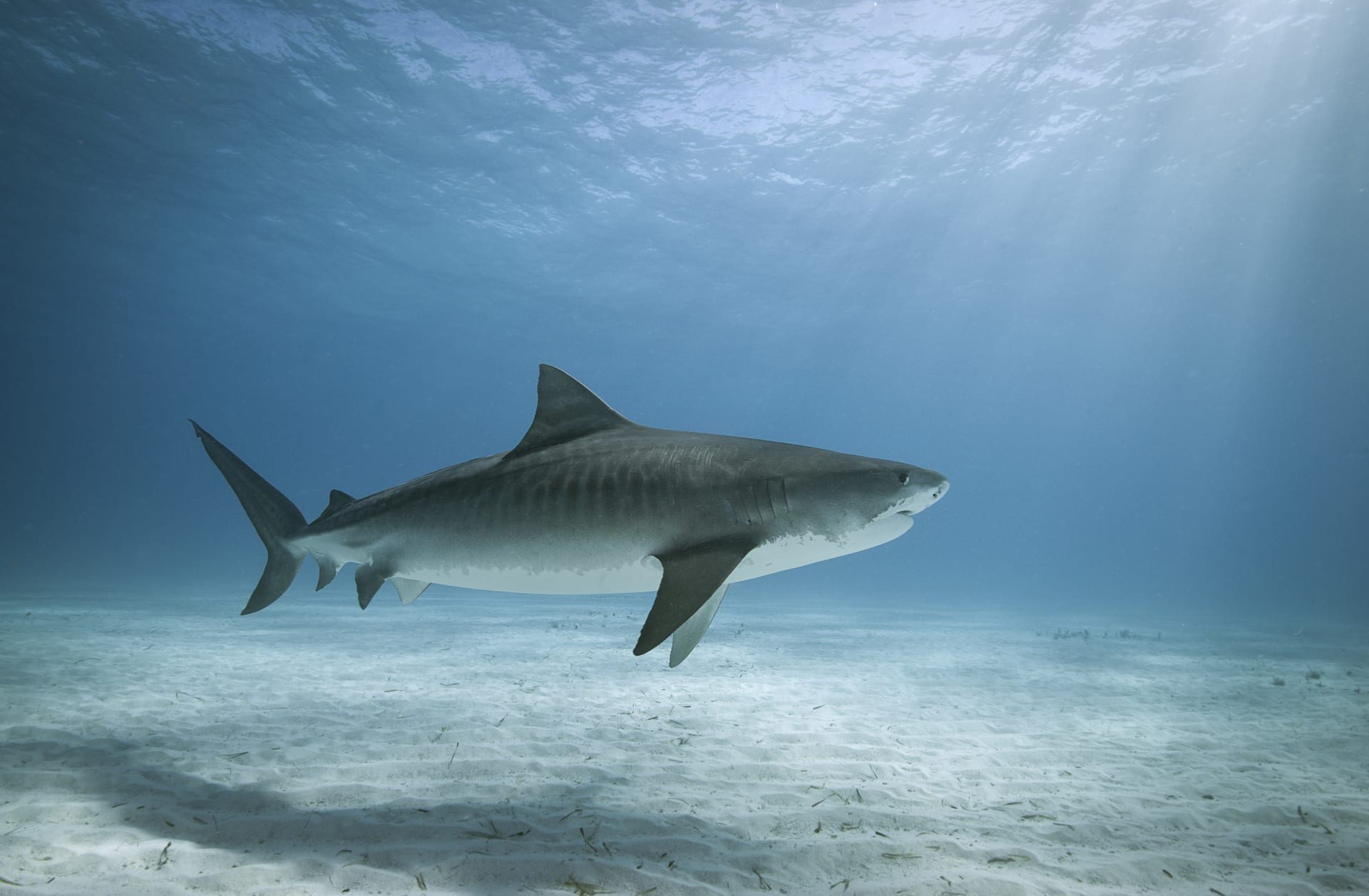 Žralok tygří (ilustrační foto)