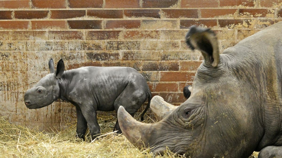 V Safari Parku Dvůr Králové se narodilo mládě nosorožce 