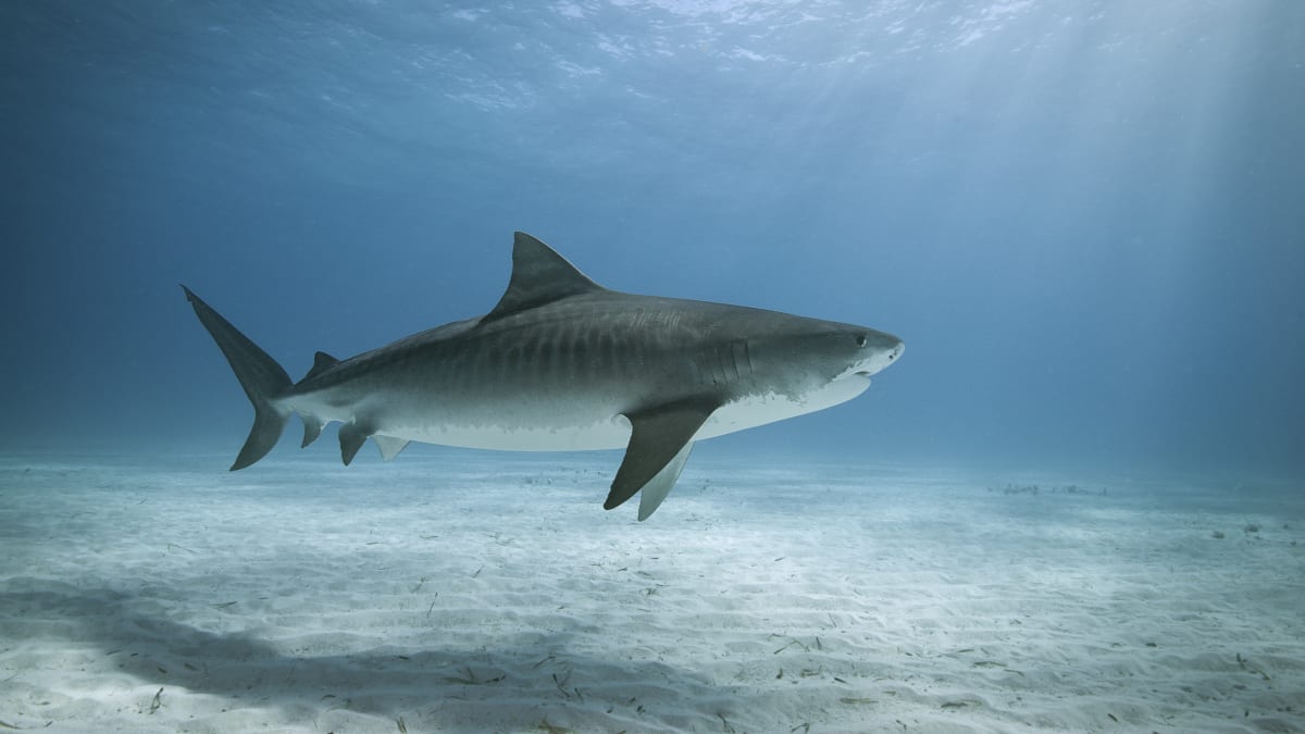 Žralok tygří (ilustrační foto)