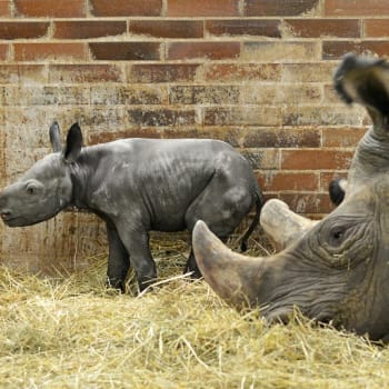 V Safari Parku Dvůr Králové se narodilo mládě nosorožce 