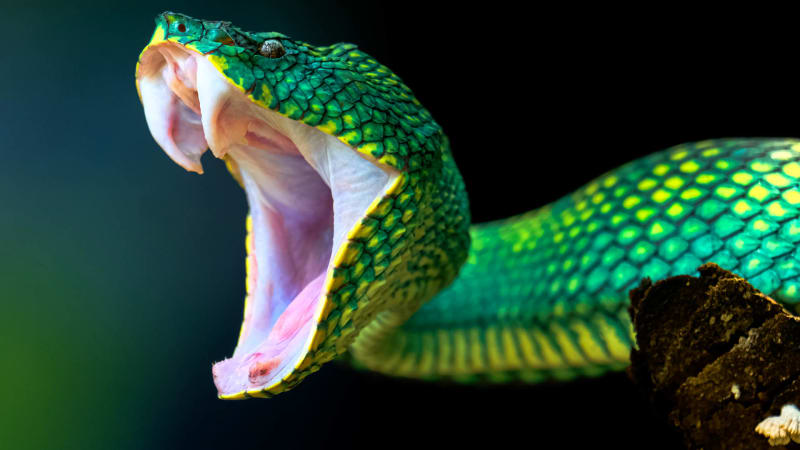 Revoluční objev zcela mění pohled na život hadů. Celou dobu byl přitom na očích