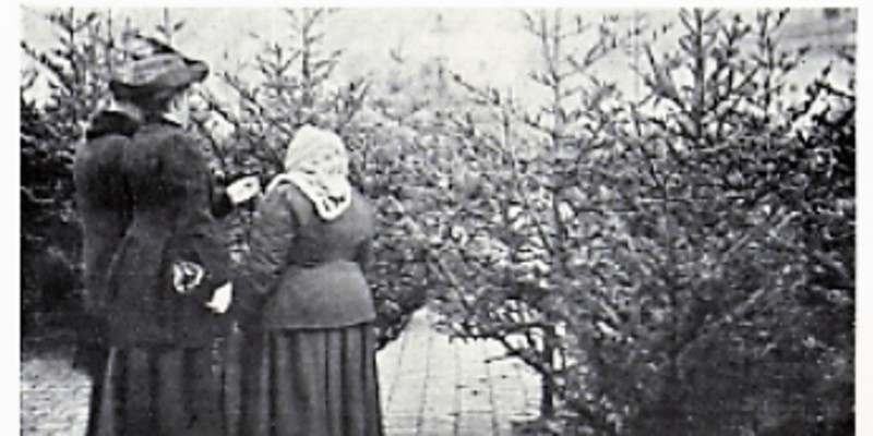 Prodej vánočních stromků v roce 1910. Časopis Český svět, 23. 12. 1910. Zdroj Kramerius, Národní knihovna v Praze.