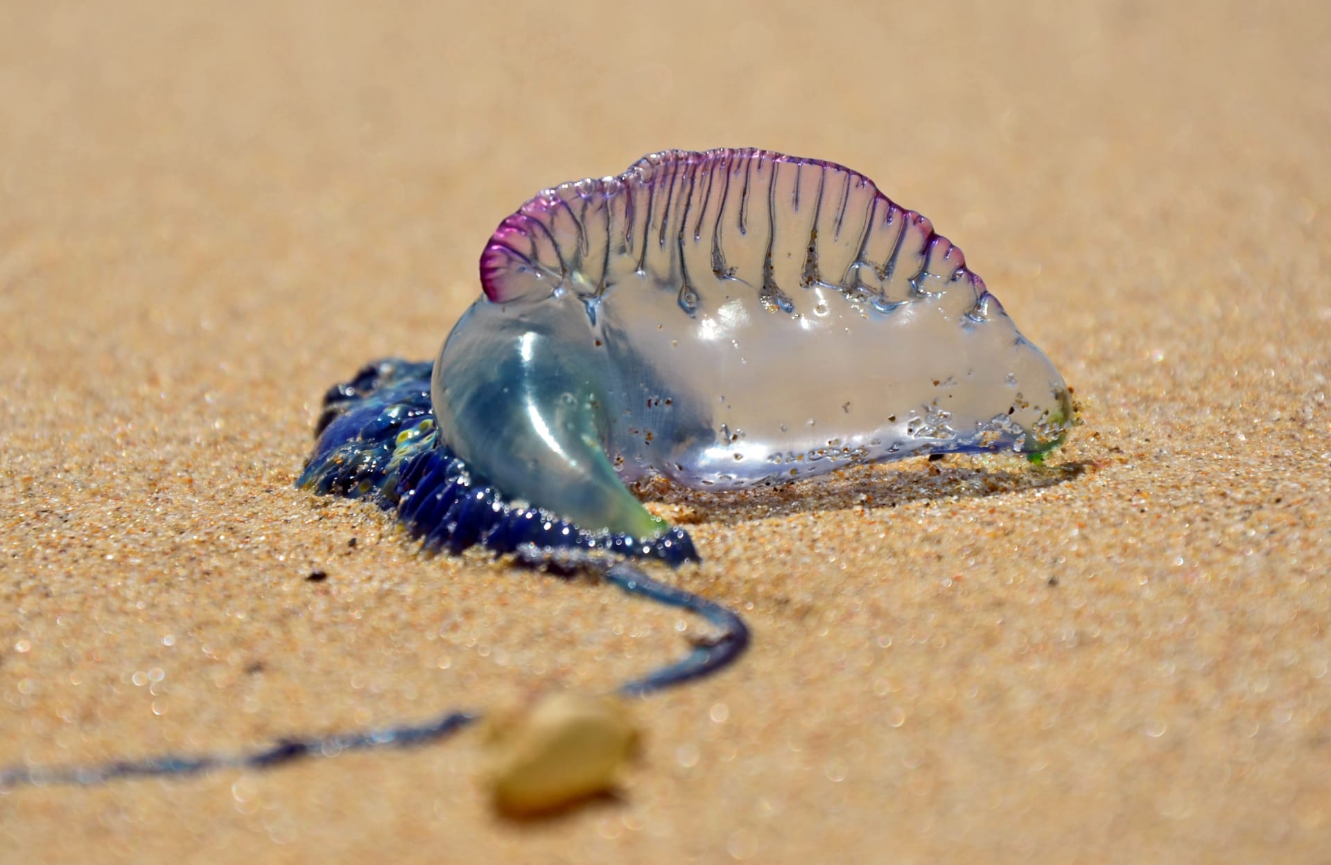 „Bluebottle“ medúza