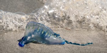 Kuriózní následky plavání v moři. Mladík spolkl medúzu, svátky strávil v nemocnici