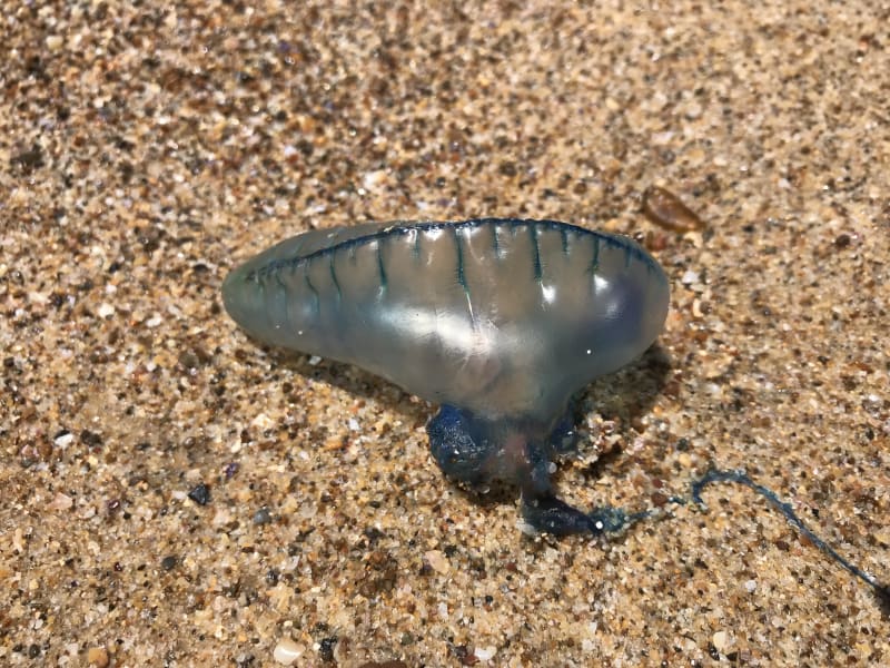 „Bluebottle“ medúza