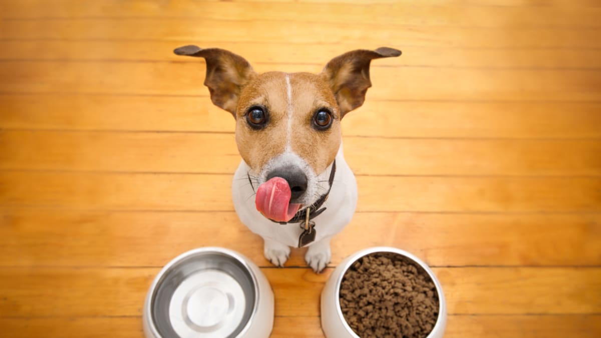 Jak vybrat správné krmivo pro psy