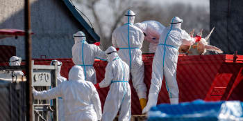 Světu může hrozit další pandemie, varuje WHO. Experty děsí savci nakažení ptačí chřipkou