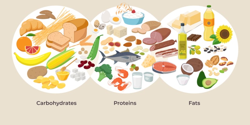 Sacharidy, bílkoviny a tuky jsou základními kameny naší výživy a poskytují tělu energii.