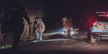 Nejkurióznější případy policistů roku 2022: Rozsypaný hrách, lukostřelba či útěk stáda koní
