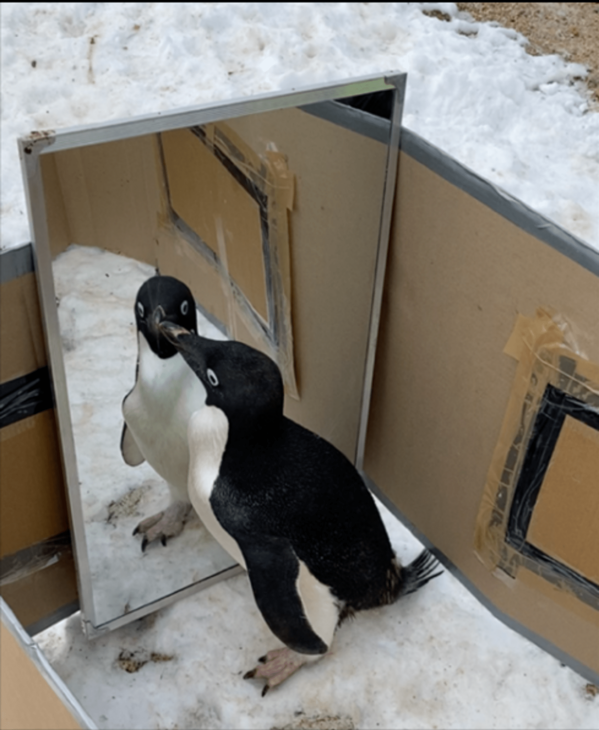 Zrcadlový test sebeuvědomění probíhal u tučňáků kroužkových na východě Antarktidy.