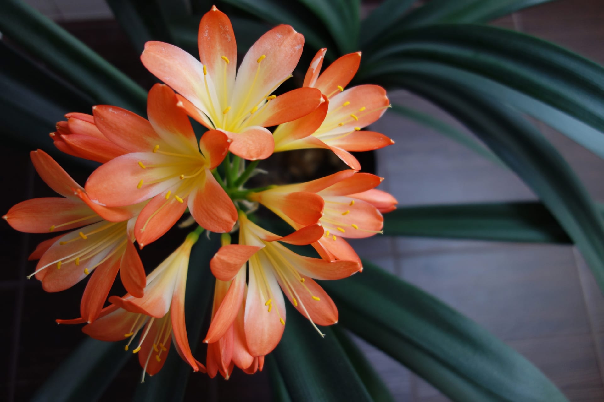 Květ klívie (Clivia)