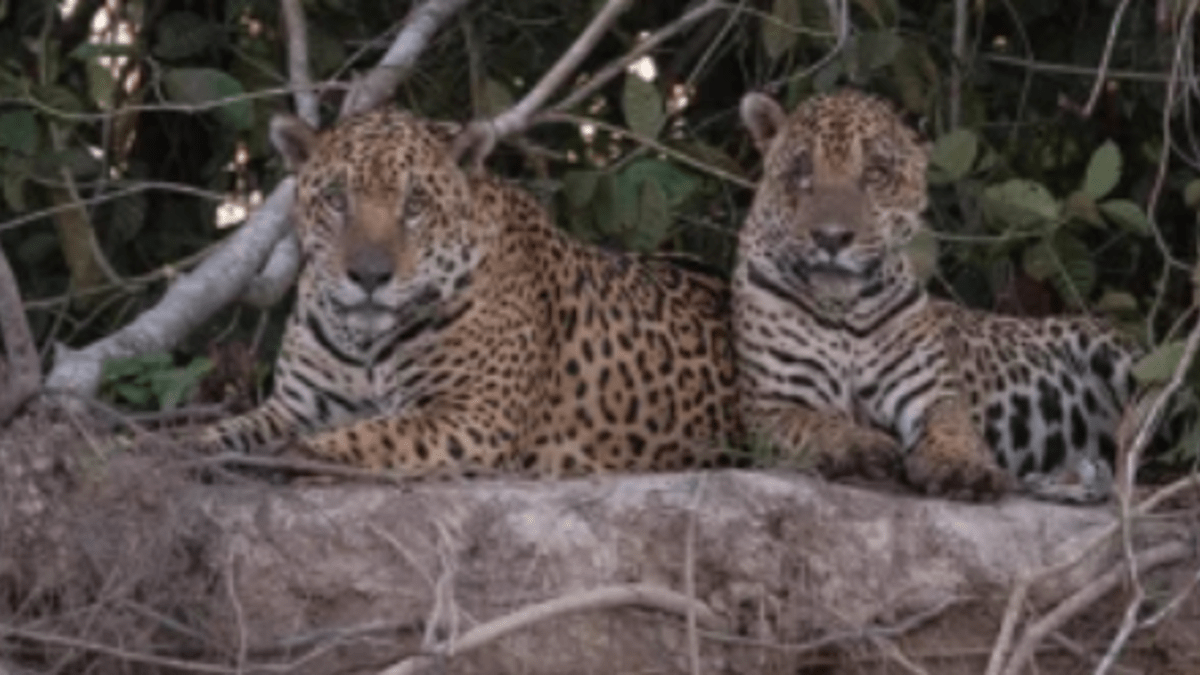 Dvoučlenné koalice jaguárů byly dosud nevídaným úkazem.