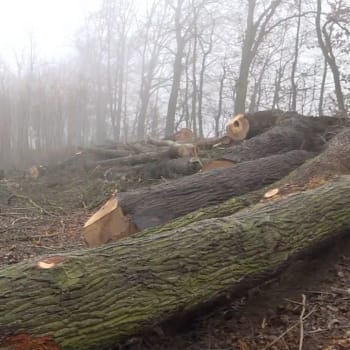 Lesy na Olomoucku ničí zákeřná houba