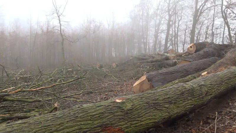 Lesy na Olomoucku ničí zákeřná houba