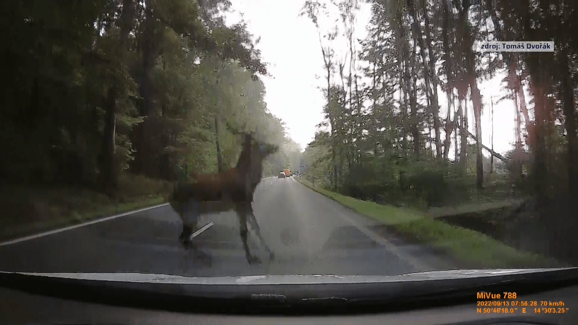 Urostlý jelen skáče na Novoborsku přes silnici a vrhá se před kapoty aut