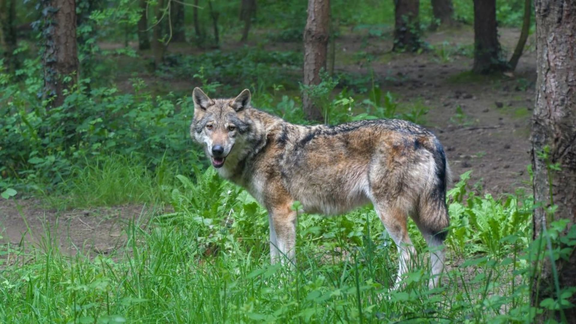 Proti vybíjení vlků se staví odborníci i ochránci.
