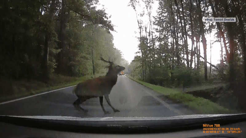Urostlý jelen skáče na Novoborsku přes silnici a vrhá se před kapoty aut