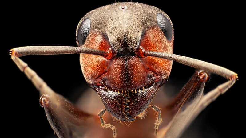 Příroda vyškolila mravenčí armádu. Podívejte se na katastrofální útok