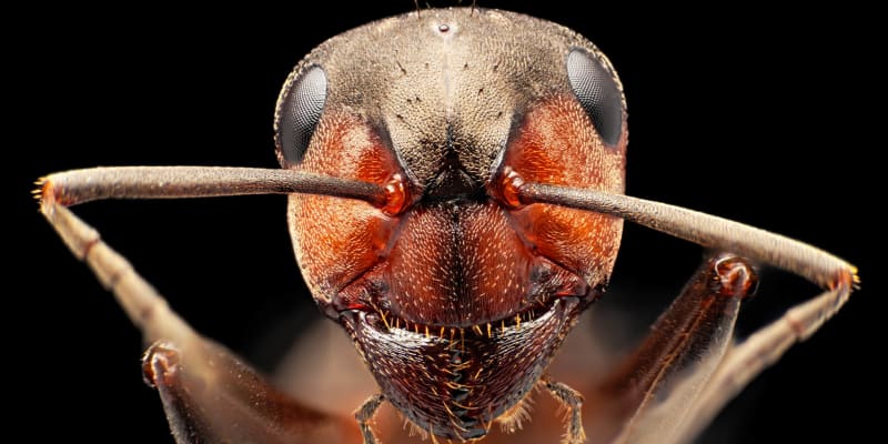 Mravenec v detailu