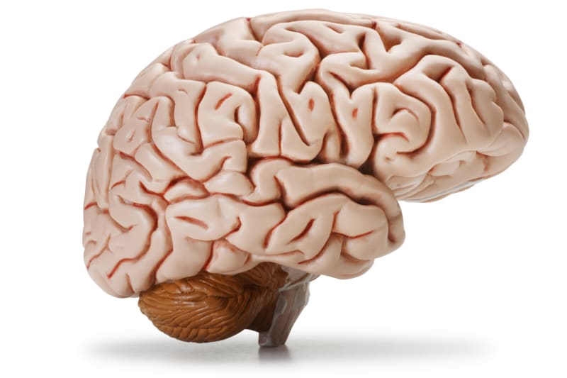 Lidský mozek je o hodně křehčí, než si myslíte 
