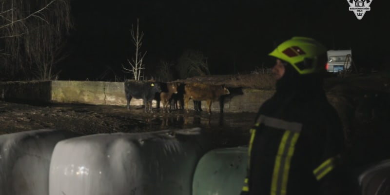 Při požáru zemřelo 150 krav