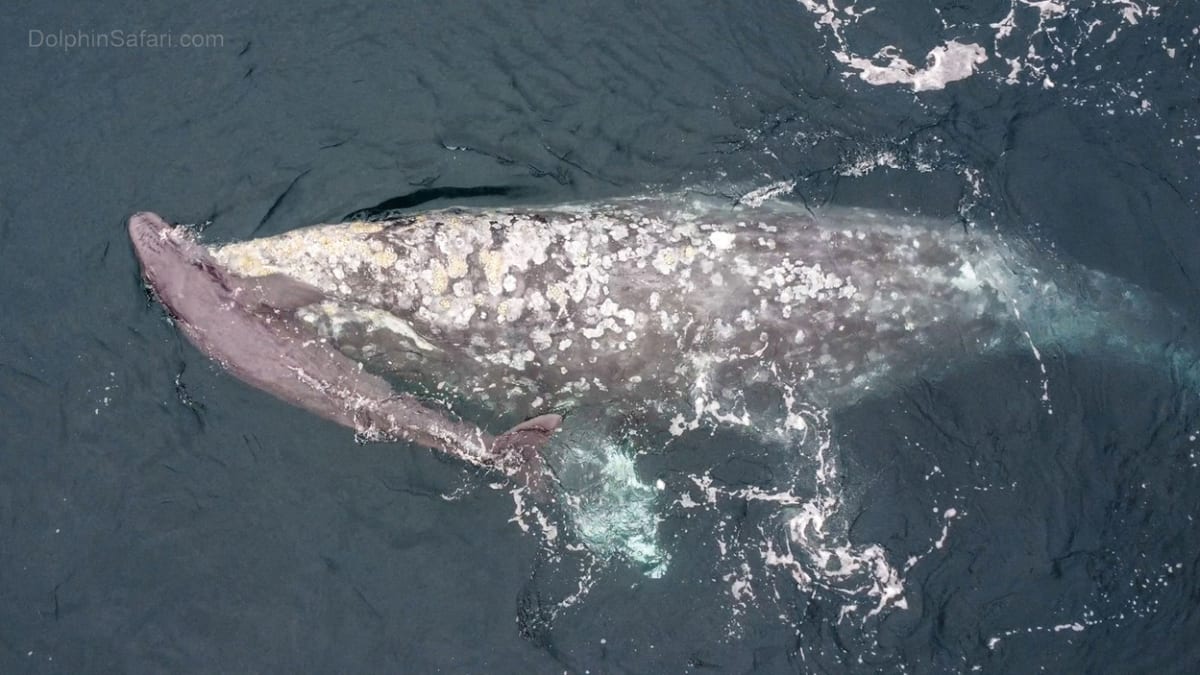 Velryba přivedla na svět mládě přímo u lodi s překvapenými turisty
