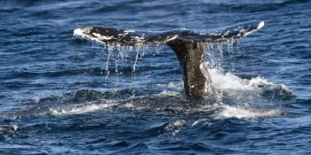 Záhadný úhyn velryb, moře vyplavuje jejich mrtvá těla. Aktivisté žádají o pomoc Bidena
