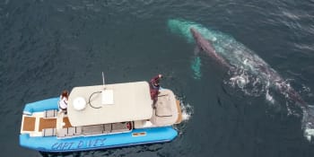 U Austrálie se srazila loď s velrybou, jeden rybář zemřel. Šílená náhoda, řekl ministr